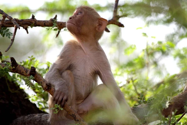 Aap zit in groene struiken, opzoeken, India. — Stockfoto