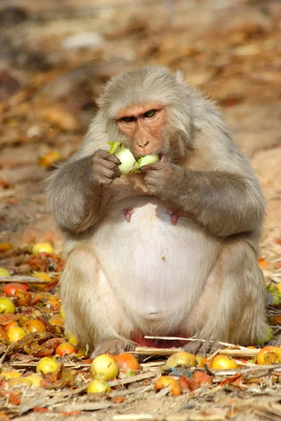 Aap zit en eet vruchten, India. — Stockfoto