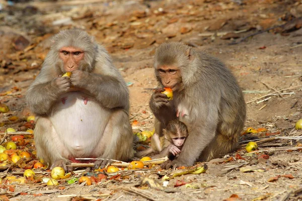 Aap gezin met baby zitten en het eten van fruit, India — Stockfoto