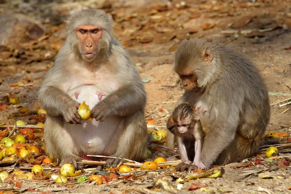 Aap gezin met baby zitten en het eten van fruit, India — Stockfoto