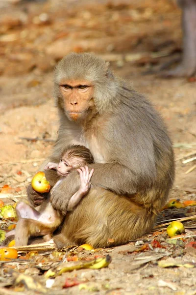 Małpa kobieta z dzieckiem, jedzenie owoców, Indie. — Zdjęcie stockowe