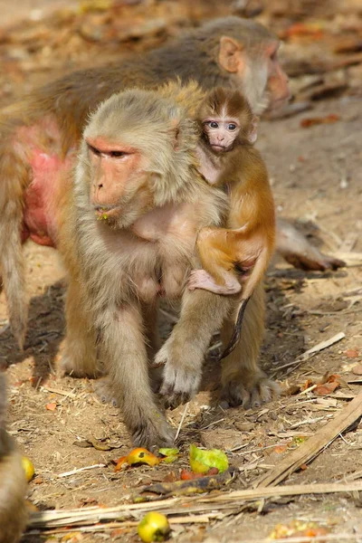 Singe femelle avec bébé mangeant des fruits, Inde . — Photo