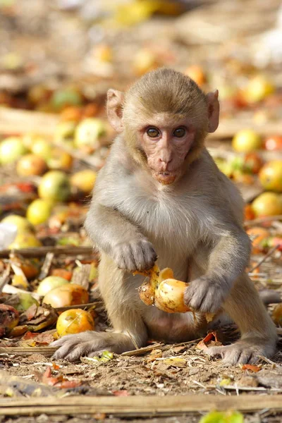 Aap de vrucht eten langs de weg van India — Stockfoto