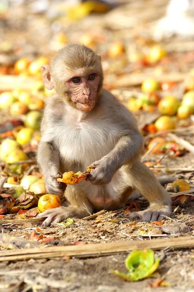 Aap de vrucht eten langs de weg van India — Stockfoto