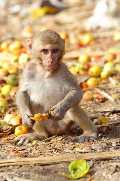 Aap de vrucht eten langs de weg van India — Stockfoto