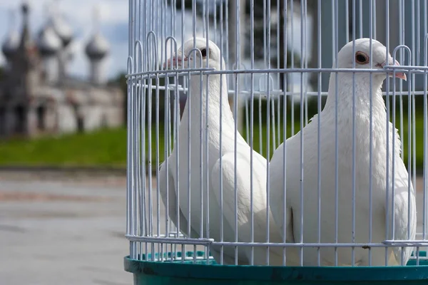 鳥かご、白い鳥ケージの中で結婚式の白い鳩 — ストック写真