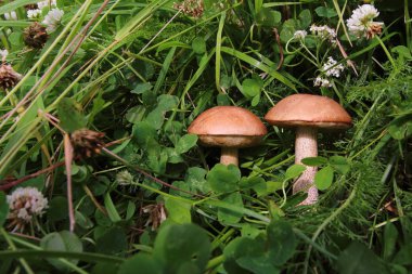 Boletus orman çim. Arama ve mantar orman topluluğu. Sağlıklı ve lezzetli yemekler.