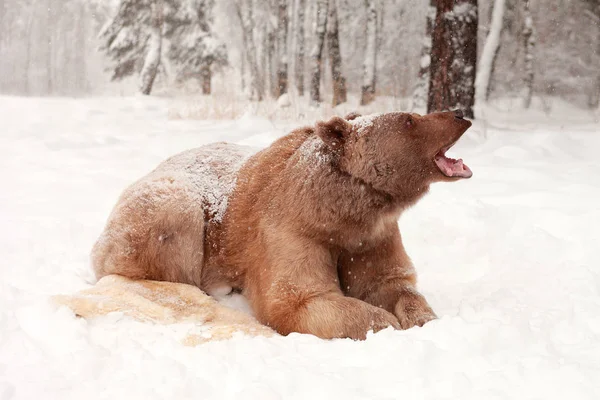 Urso marrom europeu em uma floresta de inverno — Fotografia de Stock