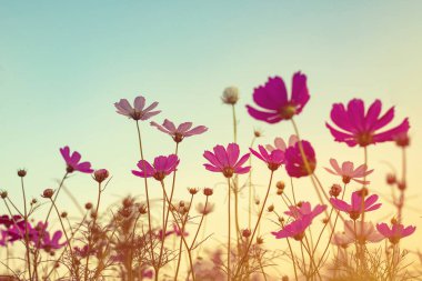 Cosmos çiçek Vintage sesi 