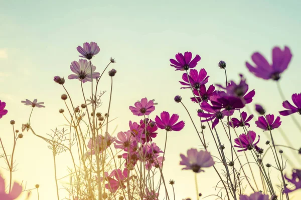 Cosmos çiçek Vintage sesi 