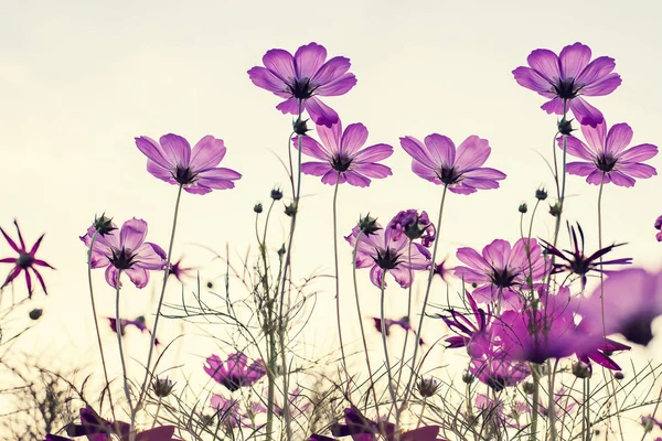 Cosmos çiçek Vintage sesi 