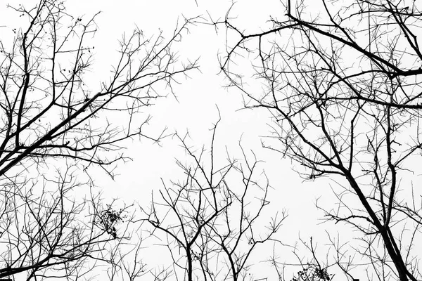 Mavi gökyüzü arka planında ağaç dalları