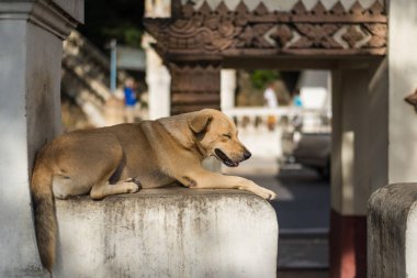 Köpek sokakta uyuyor.