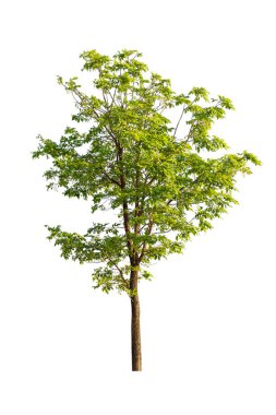 Beyaz arkaplanda izole edilmiş ağaç