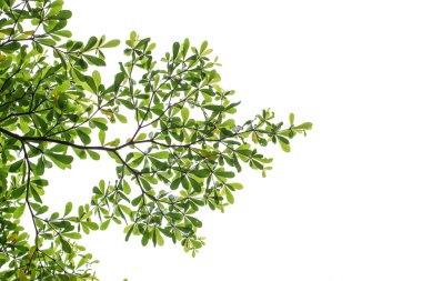 Beyaz arka plan üzerinde izole ağaçlar