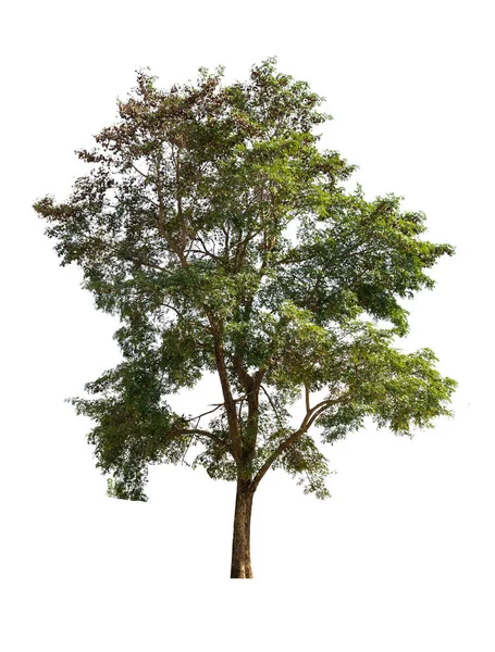 Albero Isolato Sfondo Bianco — Foto Stock