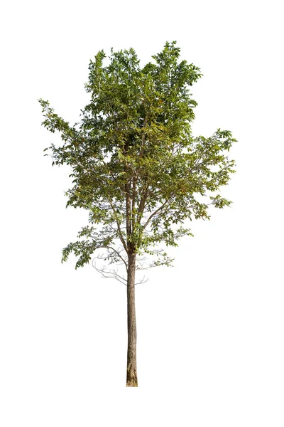 Beyaz arkaplanda izole edilmiş ağaç