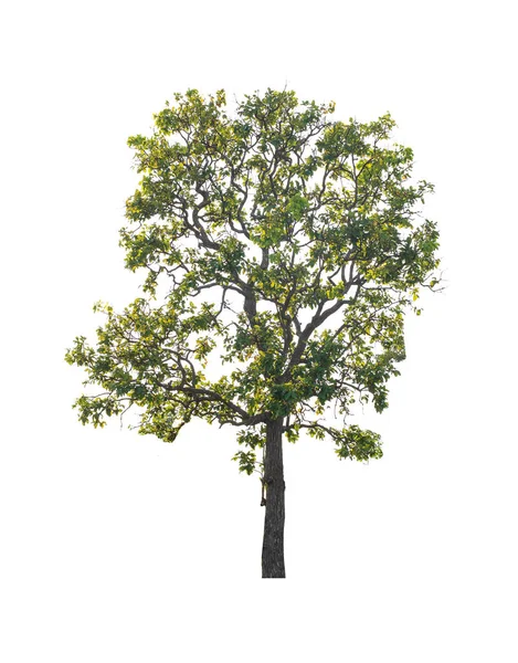 Beyaz arkaplanda izole edilmiş ağaç
