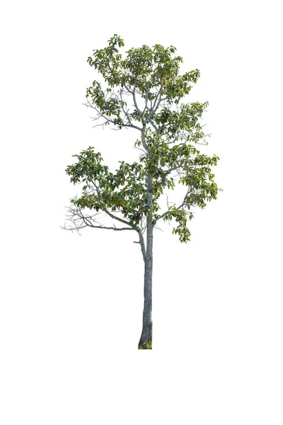 白色背景的孤树 — 图库照片