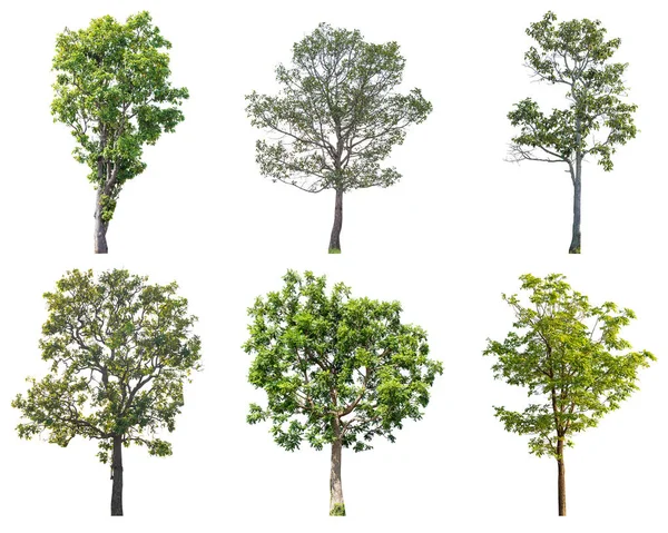 Beyaz arka plan üzerinde ağaç izole topluluğu