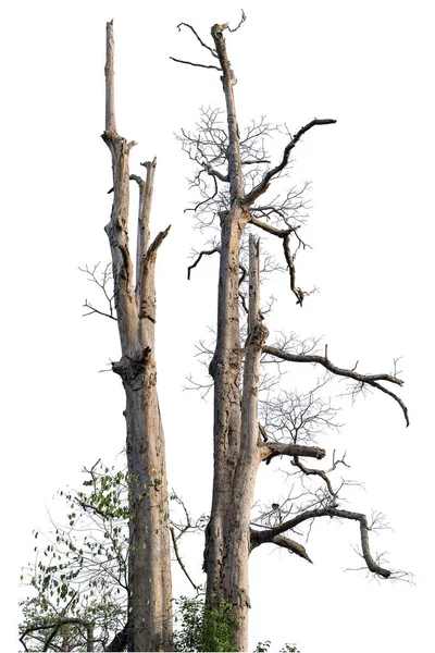 Arbres Isolés Sur Fond Blanc — Photo