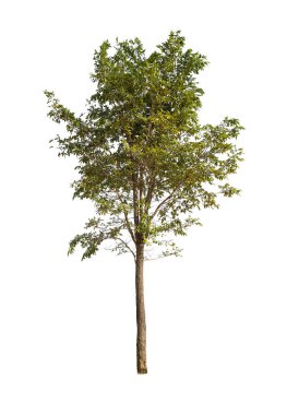 Beyaz arkaplanda izole edilmiş ağaç