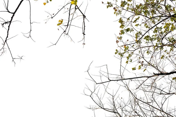 Beyaz arka plan üzerinde ağaç izole şube