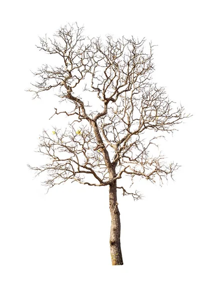 Beyaz arkaplanda izole edilmiş ağaç
