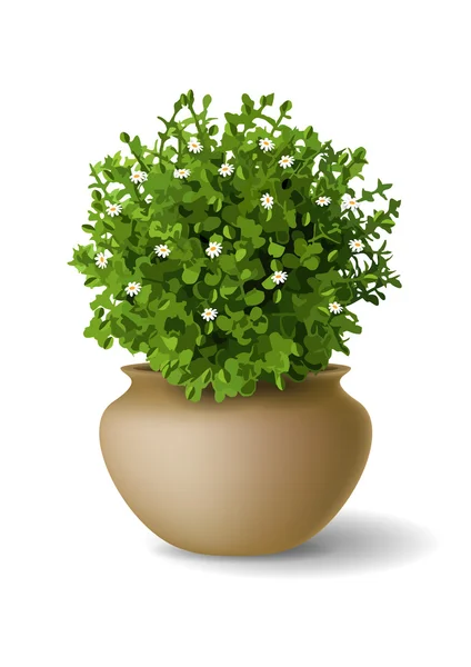 Pflanze mit Blüten in der Vase — Stockvektor