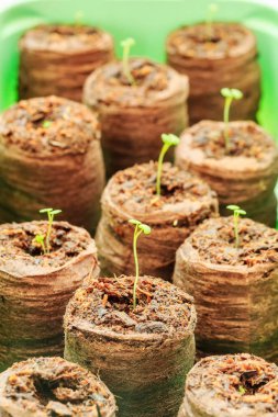 Turba briketler fidan kekik