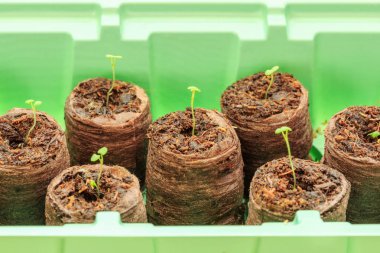 Turba briketler fidan kekik