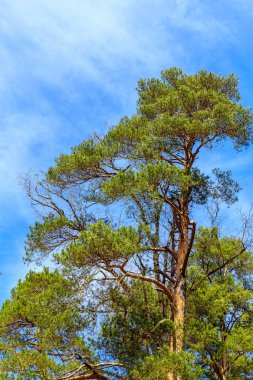 Bir canlı mavi bulutlu gökyüzü arka plan üzerinde koniler ile bir yaşlı, uzun boylu, yeşil çam ağacı
