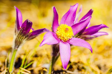 Pasqueflower, Anemone patens, Pulsat lla patens, doğal bir arka plan üzerinde çiçeği