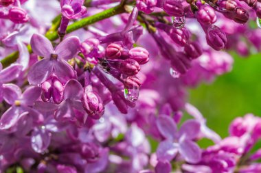 Parlak yeşil renkli yakın çekim güneşli bir günde üzerinde yağmurda leylak dalı damla