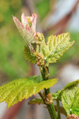Genç bir üzüm çiçek açması yaprak ve çiçek bir arka plan bulanık yakın çekim üzerinde ateş