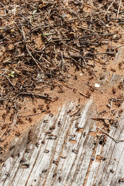 Hangyák a törzsön egy régi kidőlt fát egy hangyaboly — Stock Fotó
