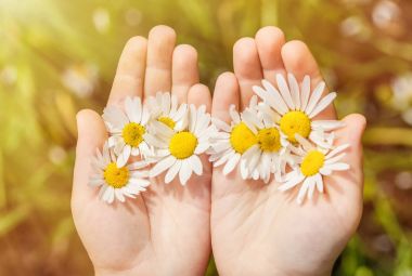 Çocuk ellerinde papatya çiçeği