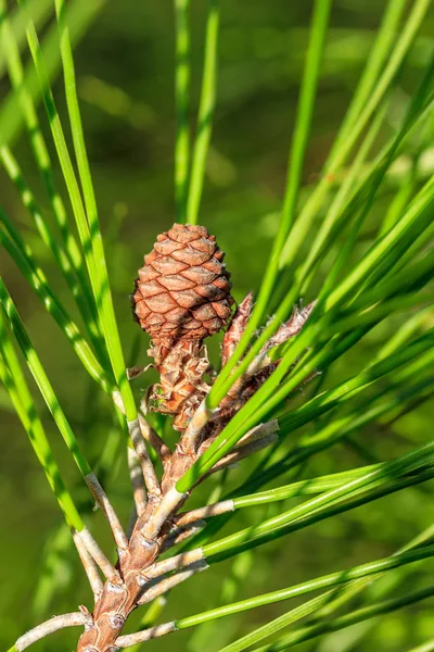 Mladá šiška a dlouhé zelené jehličí na větev borovice. Detail — Stock fotografie