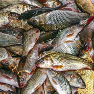 Foodbackground sazan balık sıradan, Carassius carassius, taze yakın çekim. Arka plan. Doku