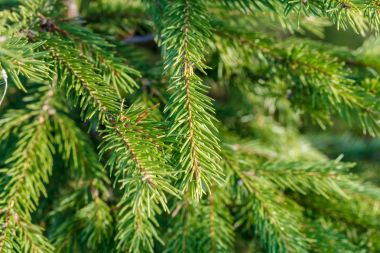 Noel ağacı dallarının arkaplanı