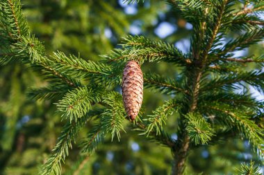 Köknar koni üzerinde yeşil çam dalı yakın çekim