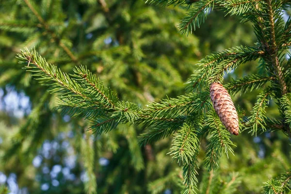 Šiška jedle na detail pobočky zelená jedle — Stock fotografie