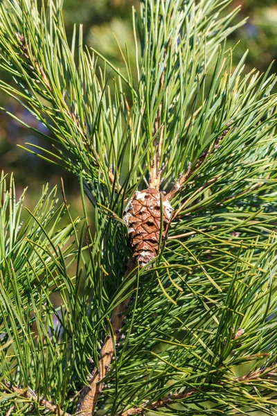 Mladá šiška a dlouhé zelené jehličí na větev borovice. Detail — Stock fotografie