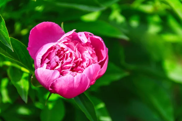 Abstract background of natural flowers, a red peony flower close-up