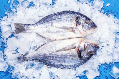 İki leşleri dorado balığı buz yastık mavi bir tablo üzerinde