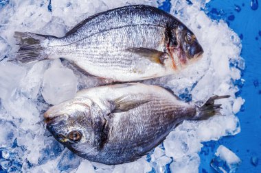 İki leşleri dorado balığı buz yastık mavi bir tablo üzerinde