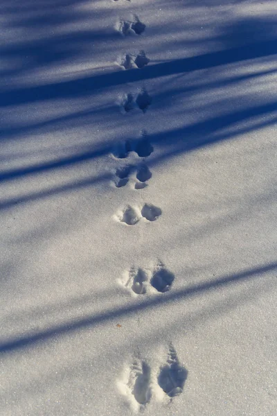 Animal tracks in the snow, texture of white snow sparkling in the sun
