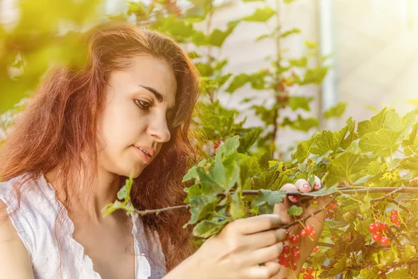 Una hermosa mujer bonita con el pelo rojo largo en un vestido blanco está cosechando una grosella roja en el jardín en un día soleado brillante. Primer plano. estilo de vida — Foto de Stock