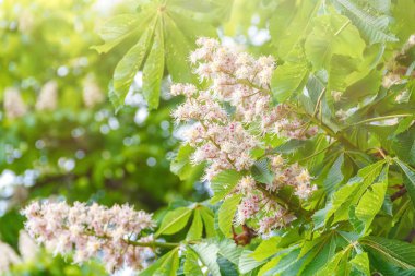 Çiçekli Atkestanesi bir parlak güneşli bahar gününde