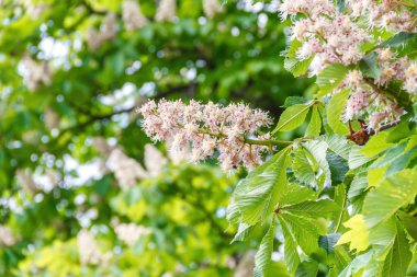 Çiçekli Atkestanesi bir parlak güneşli bahar gününde